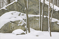 "Winter Woods," John Forasté